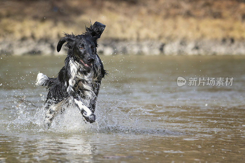 German Large Münsterländer hunting dog running at river